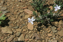 Barleria irritans