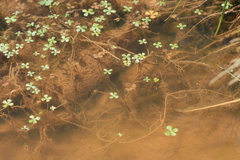 Marsilea burchellii