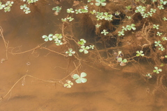 Marsilea burchellii