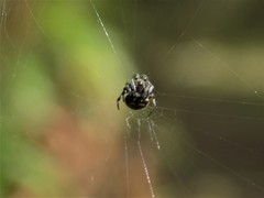 Araneae