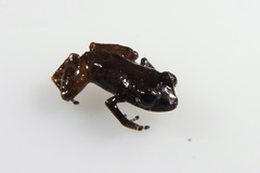 Diasporus