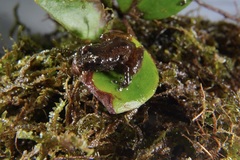 Diasporus