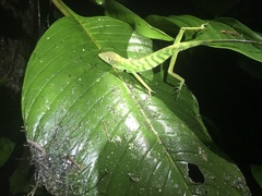 Anolis maia