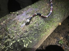 Rhinobothryum bovallii image