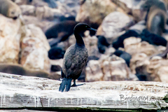 Phalacrocorax neglectus