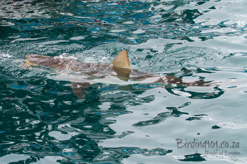 Bronze Whaler Shark