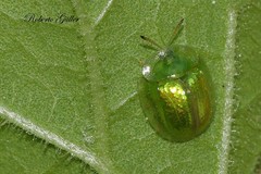 Plagiometriona herbea