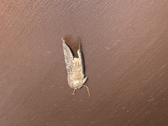 Noctuinae