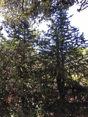 Abies bracteata
