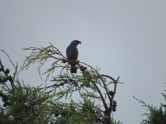 Thraupis ornata