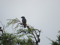 Thraupis ornata