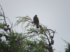 Thraupis ornata