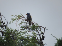 Thraupis ornata