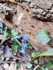 Scilla vindobonensis