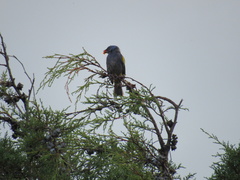 Thraupis ornata