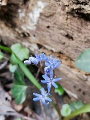 Scilla vindobonensis