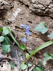 Scilla vindobonensis