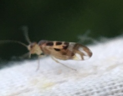 Graphopsocus