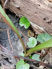 Scilla vindobonensis