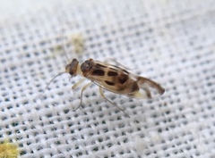 Graphopsocus