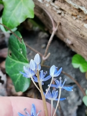 Scilla vindobonensis