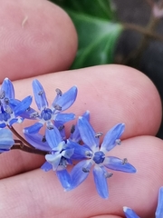 Scilla vindobonensis