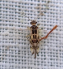 Graphopsocus