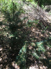 Abies bracteata