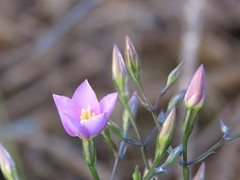 Gyrandra pterocaulis