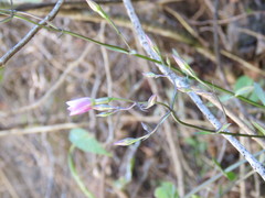 Gyrandra pterocaulis