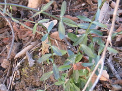 Gyrandra pterocaulis