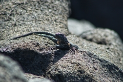 Microlophus atacamensis