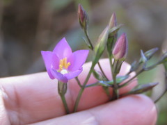 Gyrandra pterocaulis