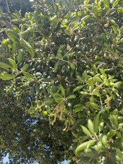 Quercus