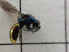 Pseudomalus triangulifer