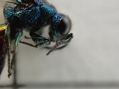 Pseudomalus triangulifer