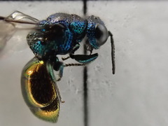 Pseudomalus triangulifer