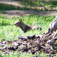 Otospermophilus beecheyi