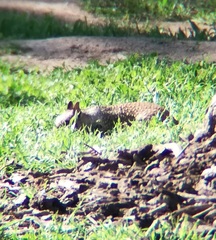 Otospermophilus beecheyi