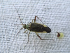 Closterotomus trivialis