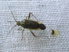 Closterotomus trivialis