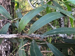 Acacia fasciculifera