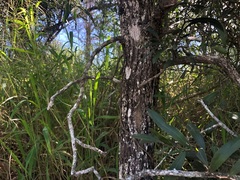 Acacia fasciculifera
