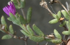 Trichodiadema rogersiae