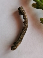 Peribatodes rhomboidaria