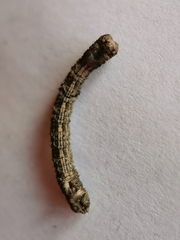 Peribatodes rhomboidaria