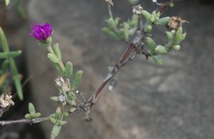 Trichodiadema rogersiae