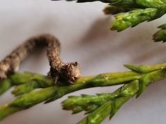 Peribatodes rhomboidaria