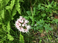 Valeriana sitchensis