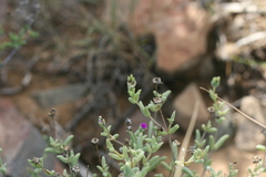 Trichodiadema rogersiae